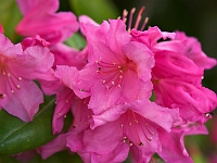 NJ Botanical Gardens 4